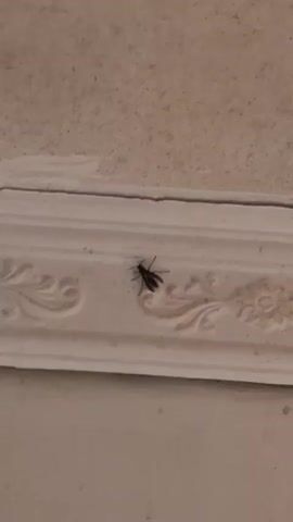 The video shows a dark-colored insect with wings resting on a white, ornate molding. The insect is positioned horizontally, with its body in the center of the frame and its legs extended. The molding appears to be part of an indoor architectural feature, possibly a wall or ceiling. The background is out of focus, but suggests an interior setting with a neutral color palette. The lighting is somewhat dim, creating soft shadows. The video is short and focuses solely on the insect and its immediate surroundings.