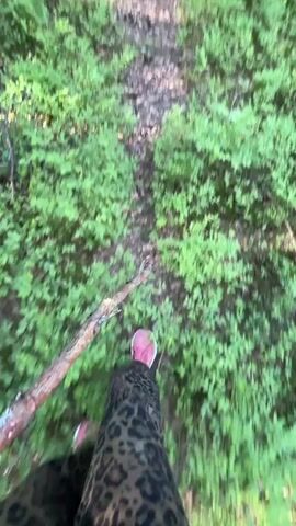 The video presents a first-person perspective of a person walking along a narrow, unpaved forest path. The path, covered with fallen leaves and small debris, winds through a dense woodland. On either side, the forest floor is lush with low-lying green foliage, likely blueberry bushes, characteristic of the region. Tall, slender trees with visible trunks line the path, their canopies allowing dappled sunlight to filter through and illuminate the scene.

The individual is wearing leopard print leggings and light-colored sneakers. They are holding a wooden stick, which is visible in the lower left of the frame, moving in sync with their steps. The activity depicted is a peaceful walk or hike through the forest. The bright and clear lighting suggests it is daytime, possibly a sunny morning or afternoon. The scene evokes a sense of tranquility and exploration within a natural environment. No text is visible in the video. The setting is consistent with a forest in Komarovo, Russia.