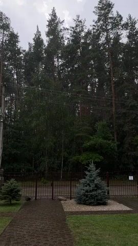 The video displays a view of a forest with tall trees under a cloudy sky. In the foreground, there is a paved walkway leading towards a fence. Two small evergreen trees are visible on either side of the walkway, with a larger, blue-tinged evergreen tree situated in front of the fence. Beyond the fence, the dense forest begins, composed primarily of pine trees and some deciduous trees, including birches. Overhead wires are strung between poles on the left side of the frame. The overall atmosphere is overcast, suggesting potential rain or gloomy weather. The camera angle is static and positioned at eye level, looking slightly upwards towards the treetops and the sky.