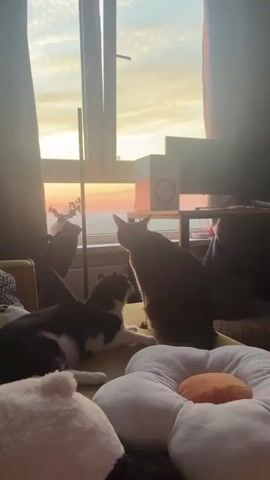 Two cats are in a room, one black and white, the other brown. They are lying on the floor in front of a window, with a sunset visible outside. The black and white cat is lying down with its head resting on the brown cat. The brown cat is looking out the window. There is a flower-shaped cushion in the foreground.