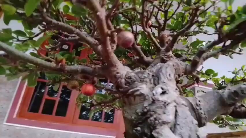 A close-up, low-angle shot pans across a bonsai tree. The tree has a thick, gnarled trunk and branches covered in lush green leaves. Several small, red fruits are visible among the leaves and on the ground around the base of the tree. The tree is planted in a large, shallow oval pot filled with dark soil and small black stones. In the background, out of focus, is a reddish-brown door with white trim and reflective glass panels, suggesting it is a window. The overall setting appears to be an outdoor patio or porch.