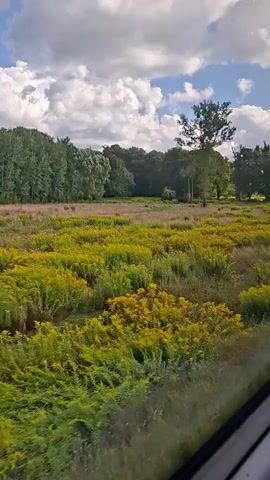 The video shows a view from a moving vehicle, likely a train or bus, looking out at a rural landscape. The foreground is filled with tall green and yellow vegetation. In the middle ground, there is a field of yellow wildflowers and scattered trees. Further in the background, a line of dense green trees forms a treeline. A solitary tall tree stands in the middle of the field. Two tall, weathered utility poles are visible, one closer to the camera and one further away, with wires strung between them. The sky is partly cloudy with patches of blue. The camera appears to be moving from left to right, capturing a continuous panorama of the scenery.