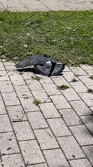 Morning scenes documented across Stavropol showing pigeons, buildings, businesses