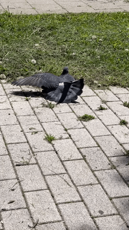 Morning scenes documented across Stavropol showing pigeons, buildings, businesses