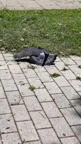 Morning scenes documented across Stavropol showing pigeons, buildings, businesses