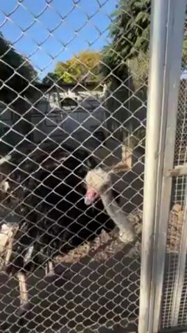 The video shows an ostrich standing within a chain-link enclosure. The ostrich is mostly black, with white neck feathers and a pink beak. The chain-link fence obscures the view, but a clear blue sky is visible in the background. Additionally, greenery, potentially trees and foliage, can be seen beyond the enclosure. The ostrich is close to the fence, reaching its neck out towards the camera.