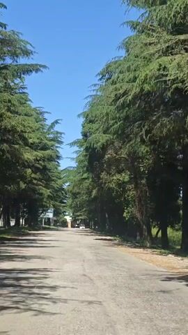 The video shows a daytime, forward-moving perspective from a vehicle driving down a tree-lined road in Inkiti, Abkhazia. Tall, dense evergreen trees (likely conifers) flank both sides of the asphalt road, creating a tunnel-like effect with their overhanging branches. The sky above is clear and blue, indicating sunny weather. Sunlight casts shadows from the trees onto the road. In the distance, structures or buildings are faintly visible through the trees. On the left side of the road, a large billboard or sign with blue and white elements is partially visible, but any text on it is illegible due to distance and resolution. No people are visible.
