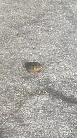 A tortoise walks across a grey, gravelly surface. The tortoise is small and brown with a patterned shell. Sunlight casts a shadow to the tortoise's left. The camera is positioned directly above the tortoise, looking down. The video appears to be a continuous shot with no cuts.