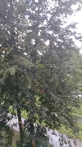 The video captures an outdoor scene, likely from an elevated perspective, looking out over a street and a green area with trees. It appears to be a cloudy or overcast day. In the foreground, there are trees with dense foliage. A paved path and grassy areas are visible. Cars are seen driving on the street in the middle ground, some of them appearing to be dark-colored SUVs or sedans. In the background, more trees and possibly some buildings can be seen. The overall impression is a residential or park-like urban environment.