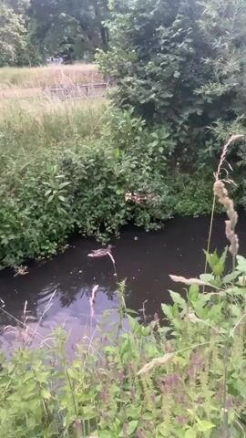 The video shows a duck swimming in a narrow, dark body of water. The water is surrounded by dense green foliage, including bushes and trees. The duck is mostly submerged, with only its head and back visible as it paddles along. The camera is positioned above and slightly to the right of the water, looking down. The lighting suggests it may be late afternoon or early evening.