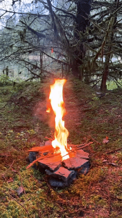 Camper roasts marshmallows over forest fire in Welsh woodland