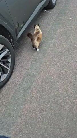 A cat with light brown fur, dark brown paws, tail, and face, and a white chin, approaches a gray car from the front right, walks past its side, and then goes behind the rear wheel, facing away from the camera. The car is parked on a paved surface with gray tiles. There is a "MICHELIN" tire visible on the car. A person's legs and feet are visible in the background, walking past.