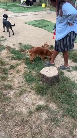 The video shows a dog park in Saint-Ouen-sur-Seine, France. The scene includes several dogs, people, and dog park amenities like agility equipment. In the foreground, a woman in a blue shirt and striped shorts stands with her hands on her hips, observing two dogs interacting. One dog, a medium-sized brown dog, is playfully tussling with a smaller, lighter-colored dog. A black dog is visible in the background, standing on a sandy patch of ground. In the middle ground, there are several artificial turf mats, possibly for agility training. Further in the background, a group of people are sitting on a bench or low wall near a fence. The overall atmosphere appears to be casual and relaxed, with the dogs engaged in play. The lighting suggests it is daytime, possibly late afternoon, with the sun casting shadows. There is no visible text in the video.