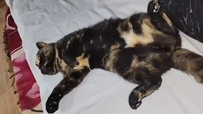 A tortoiseshell cat is lying on its back on a white surface. The cat's eyes are closed and its paws are tucked towards its chest. The cat's fur is a mix of black, brown, and orange patches. The background is blurred, but it appears to be a bed or sofa with a patterned blanket on the left side and a dark object on the right. The lighting is dim.