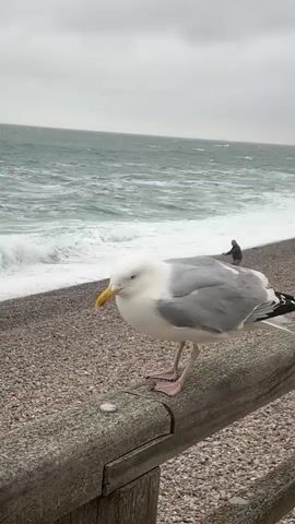A seagull stands on a wooden railing in the foreground. Behind it, a pebble beach leads to the sea, with waves crashing on the shore. The sky is overcast. A few people are visible walking on the beach in the middle ground. In the background, tall, rocky cliffs rise from the sea. The camera is relatively steady, with a slight tilt down.