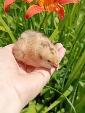 A close-up shot shows a fluffy, light brown chick resting in the palm of a person's hand. The chick's head is slightly tilted, and its beak is open. Behind the chick, out-of-focus green foliage and bright orange lilies create a vibrant backdrop. The image appears to be taken outdoors on a sunny day.