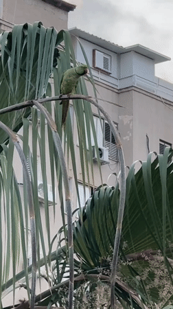 Ring-necked parrot resting on a palm tree in Netanya