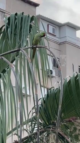 Ring-necked parrot resting on a palm tree in Netanya