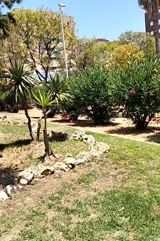A video taken from the ground level, looking up at a park with trees and buildings in the background. The video pans from left to right. The park has grass, dirt, rocks, and various types of trees. The trees include a large tree with a thick trunk, a yucca plant, and other leafy trees. The buildings are tall and have windows. The sky is blue and clear. The video is well-lit and the colors are vibrant.