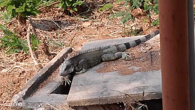 Venezuelan resident documents local music session and garden life