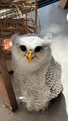 Buffy Fish Owls up close at a Kuta Selatan property