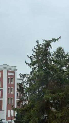 The media file shows a medium shot of a large evergreen tree in the foreground, with a modern brick building in the background. The building is white and red, with multiple windows. The sky is overcast and grey, suggesting a cloudy day. The evergreen tree is lush and green, with its branches extending outwards. The leaves on the tree appear to be wet, indicating recent rain or dew.

The scene is likely set in an urban or suburban environment, given the presence of the building. The time of day is unclear due to the overcast conditions, but it appears to be daylight. No people are visible in the frame. The overall mood is calm and somewhat muted due to the weather.

There is no visible text in the media file. The location context provided is Zielona Góra, Poland, which aligns with the architectural style of the building and the type of foliage.