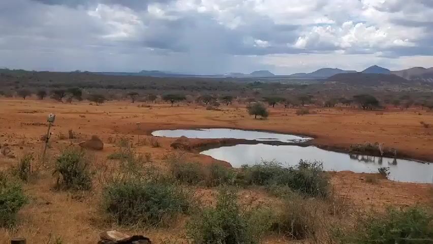 The video captures a scene in a dry, open landscape with a watering hole as the focal point. In the background, low-lying hills are visible under a cloudy sky. The ground is arid and reddish-brown, dotted with sparse vegetation and small trees. In the foreground, there are bushes and dry grass.  Several zebras are gathered at the edge of the watering hole, drinking. The water reflects the sky and the surrounding landscape. The camera zooms slightly towards the zebras at the water.