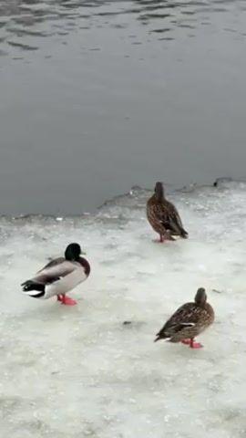 The video shows four mallard ducks on a partially frozen body of water. Three ducks are standing on the ice at the water's edge, while one is swimming in the water. All ducks have red feet and are facing away from the camera. The duck in the water is reflecting on the still surface. The sky is overcast and grey, providing an ambient light.