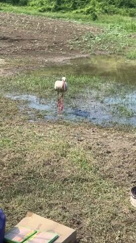 A white stork with black wings and red legs is seen in a shallow, muddy pond. It catches a fish, then flips the fish into its mouth and swallows it. The stork then walks out of the water and toward the left side of the frame. In the foreground, a brown box is visible on the ground. A grill is visible on the right side of the frame.