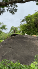 Person documents forest visit with goats in Mararaba, Nigeria
