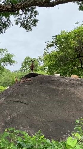 Person documents forest visit with goats in Mararaba, Nigeria
