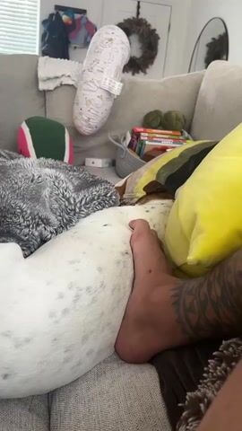 The video shows a close-up of a person's bare foot resting on a white and black spotted dog. The dog is curled up, and its back is visible. The person's foot is positioned over the dog's hindquarters. The foot has a tattoo on the calf with a tribal pattern. The scene appears to be indoors, likely on a couch, with soft furnishings and other objects visible in the background, including pillows and a basket of books. The lighting suggests it is daytime.