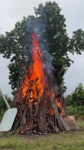 The video shows a large bonfire burning in front of a tree. The fire is intense, with flames reaching high into the air and producing a lot of smoke. The bonfire is made of a substantial amount of wood, including large logs and smaller branches. The tree behind the fire appears to be unaffected, with its green leaves providing a stark contrast to the fiery scene. The ground around the bonfire is covered in grass, and some debris, including what looks like pieces of wood or metal, is visible at the base of the fire. The sky is overcast, suggesting cloudy weather. There are no people visible in the video.