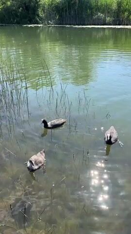 The video shows four dark-colored birds, possibly coots, swimming in a body of water. The water is murky with some vegetation visible beneath the surface. Tall green reeds or grass line the far bank of the water. Sunlight reflects brightly off the water's surface, creating a shimmering effect. The birds are spread out across the frame, with some appearing to interact or move towards each other. One bird in the foreground on the left is facing left, while another in the center is facing forward. Two birds on the right are facing forward and towards each other, respectively. The scene appears to be a natural outdoor environment on a sunny day.
