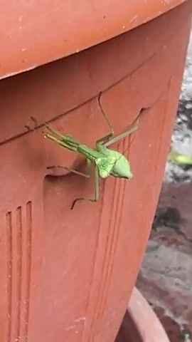 The video shows a close-up of a green praying mantis clinging to the side of a terracotta pot. The mantis is positioned vertically, facing towards the top of the pot. Its body is elongated and slender, with its forelegs raised in a characteristic predatory stance. The texture of the pot is visible, with vertical ridges. The background is blurred, but suggests an outdoor environment with hints of dirt and foliage. The camera angle is angled downwards, looking at the mantis and the pot. The video is short, showing only a few seconds of the mantis's stillness.