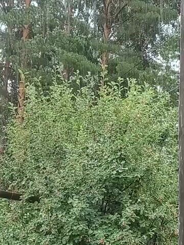 This is a video of a tree with many green leaves. The tree is in front of a background of other trees with tall trunks. There is a dark horizontal object in the lower left corner of the frame, possibly a branch or a fence post. The lighting suggests it is daytime, possibly overcast. There are no people or visible animals in the video. The camera appears to be stationary.
