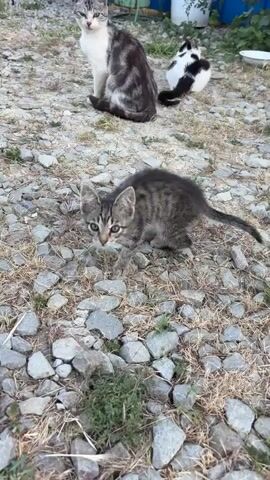This is a close-up video of several kittens and at least two adult cats on a rocky, outdoor surface. The ground is covered in gray stones of varying sizes, with sparse patches of dry grass and some small green plants peeking through. In the foreground, a small, grey tabby kitten with striking green eyes is the main focus. It appears to be cautiously exploring or approaching the camera. Its fur is striped with darker grey and black markings.

In the background, another cat, possibly an adult, with grey and white fur, is sitting. To the far right, another cat with black and white markings is also visible in the background. As the video progresses, an adult cat with cream, grey, and white fur comes into view, moving closer to the foreground kitten. The kitten opens its mouth, possibly to meow or vocalize. The adult cat then gently lowers its head, appearing to nuzzle or sniff the kitten, creating a tender moment between the two. The overall mood is one of gentle interaction and curiosity, suggesting a domestic or semi-wild setting where these felines live. The lighting suggests it is daytime, likely late afternoon or early evening due to the soft, natural light. There is no visible text in the video.