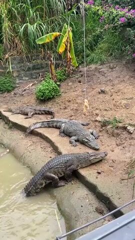 The video shows a group of four crocodiles resting on a dirt bank next to a body of water. The crocodiles are of varying sizes, with the largest two in the foreground and two smaller ones in the background. A rope hangs from above, with a piece of food attached to it, dangling near the crocodiles. The environment appears to be a natural habitat with lush greenery and trees. The crocodiles are mostly still, with some appearing to be dozing or observing their surroundings. The water is murky and brown.