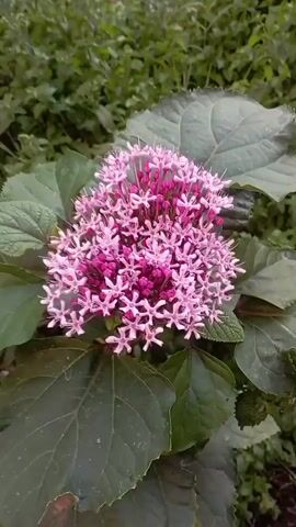 This is a close-up video of a cluster of pink and magenta flowers. The flowers are small and star-shaped, with delicate petals. They are clustered together in a spherical shape, with some unopened buds in the center. The flowers are surrounded by large, dark green leaves. The background is blurred, but appears to be a garden or natural setting with more greenery. The video is shot in daylight, and the lighting is soft and diffused. The camera is slowly zooming in on the flowers.