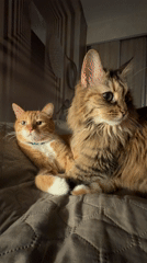 Two cats rest and groom on bedspread in Montenegro