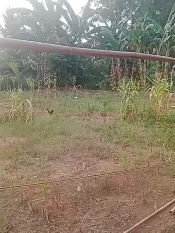 The video shows a rural outdoor scene. In the foreground, a wire fence runs horizontally. Beyond the fence, the ground is covered in dry grass and reddish-brown soil. Several young corn plants are scattered throughout the area, some appearing withered. There are also some small green plants growing from the ground. In the middle ground, a dark-colored rooster is visible walking amongst the vegetation. Further back, a wall or fence runs horizontally, and behind that, dense green foliage, including banana trees, can be seen. A small, simple building with a dark roof is partially visible amongst the trees. The sky is bright, suggesting either early morning or late afternoon light. The overall impression is of an agricultural or homestead environment.