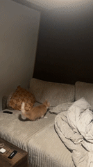 Cat plays on tower during evening interaction in Wattrelos