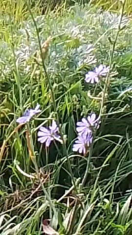A close-up shot of purple wildflowers, with green grass and foliage in the background. The video shows the flowers swaying gently, suggesting a light breeze. The lighting indicates it is daytime.