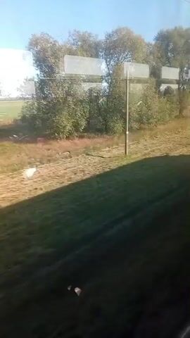 The video shows a view from a moving vehicle. The scene outside consists of a grassy field, some trees, and a clear blue sky. In the distance, there appear to be more trees and a hint of a cultivated field. There is a white object, possibly a bird or a small animal, in the field to the left of the frame. Reflections on the window of the vehicle obscure parts of the view, appearing as white rectangular shapes. A dark shadow is cast across the grassy area in the foreground. The overall impression is of a rural landscape viewed during daytime.