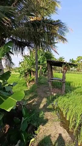 Here is a detailed description of the video:

The video shows a lush green rice field under a clear blue sky. The field is bordered by a small irrigation ditch lined with tall grass. A small wooden shelter with a makeshift roof stands at the edge of the field, supported by sturdy wooden posts. In the background, various trees, including palm trees, dot the horizon. The scene is peaceful and evokes a sense of tranquility in the countryside.