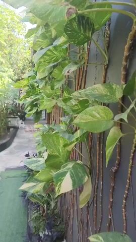 The video shows a close-up view of a wall covered with a climbing plant. The plant has large, heart-shaped leaves with variegated patterns of green and white. Several woody vines are attached to the wall, supporting the leaves. The wall itself appears to be dark gray and has a textured surface, possibly stucco or concrete. To the left of the wall, a pathway made of concrete can be seen, leading into the distance. There are some trees and other greenery visible in the background, suggesting an outdoor setting, possibly a garden or courtyard. Some smaller plants with purple and green leaves are also visible at the base of the wall. The lighting suggests it is daytime, with soft natural light illuminating the scene. The camera is positioned at an angle, looking upwards along the wall. There are no people or animals visible in the video. The overall impression is one of lush greenery against a contrasting, modern wall.