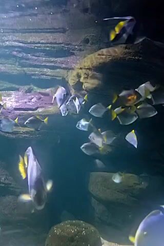 A school of silver fish with yellow fins swims in an aquarium. The fish are in the center of the frame, moving from right to left. A larger, darker fish with purple and yellow markings swims in the foreground, facing the viewer. The background consists of rocky structures and a blue, murky environment.