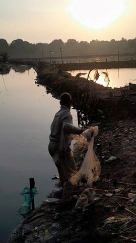 A man casts a net in a small body of water. It is early morning; the sun is on the horizon and there is fog in the air. The man is standing at the edge of the water, which appears to be a pond, and throws a circular net into the water. He is wearing a work uniform, and text is visible on the back of the uniform. A cat is visible near the man’s feet as he casts the net. The pond is surrounded by mud, trash, and various fences and barriers.