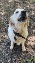 Golden Retriever spotted in garden area with spring flowers