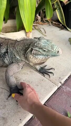 The video shows a close-up of a large iguana with light blue-green scales and dark gray limbs. Its eyes are partially closed. A human hand, with bright yellow nail polish on the thumbnail, is reaching towards the iguana, touching its front left leg and claws. The iguana is positioned on a light-colored stone patio, with large green leaves of a tropical plant visible in the background. The scene appears to be outdoors, possibly in a garden or patio area.